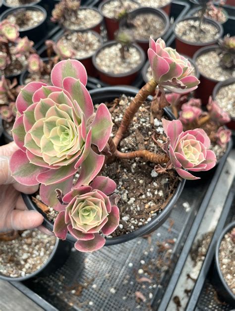 The pink witch succulent: An Instagram-worthy trend